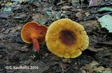 Hygrophoropsis rufa image