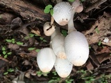 Leucocoprinus cepistipes image