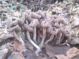Psilocybe serbica image