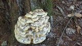 Climacodon septentrionalis image