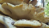 Climacodon septentrionalis image