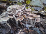 Psilocybe serbica image