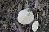 Lactarius piperatus image