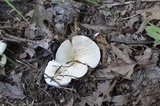 Lactarius piperatus image