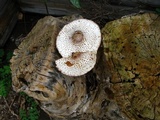 Leucoagaricus americanus image