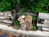 Leucoagaricus americanus image