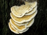 Vanderbylia robiniophila image