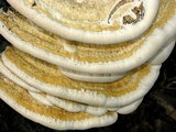 Vanderbylia robiniophila image