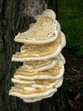 Vanderbylia robiniophila image