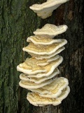 Vanderbylia robiniophila image