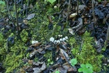 Cuphophyllus virgineus image