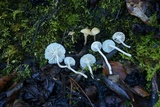 Cuphophyllus virgineus image