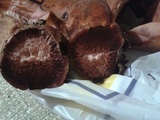 Fistulina hepatica image
