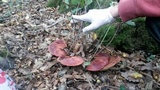Fistulina hepatica image