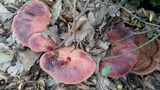 Fistulina hepatica image