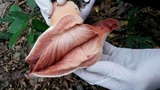 Fistulina hepatica image