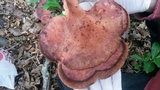 Fistulina hepatica image