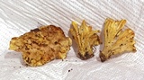 Stereopsis vitellina image