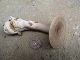 Lactarius cinereus image