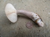 Lactarius cinereus image