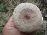 Lactarius cinereus image