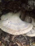 Meripilus giganteus image