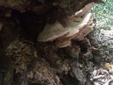 Meripilus giganteus image