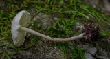 Cystolepiota seminuda image