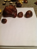 Suillus brevipes image