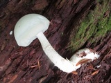 Leccinum holopus image