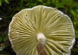 Cystolepiota seminuda image