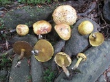 Suillus americanus image