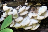 Lentinellus ursinus image