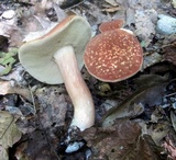 Xanthoconium affine image