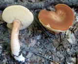 Xanthoconium affine image