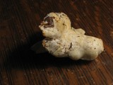 Hydnum repandum var. albidum image