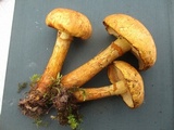 Gymnopilus luteus image