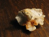Hydnum repandum var. albidum image