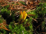 Neolecta vitellina image