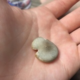 Clitocybe glaucoalba image