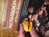Calvatia rubroflava image