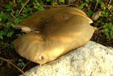 Melanoleuca graminicola image