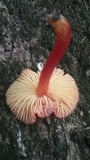 Hygrocybe miniata image