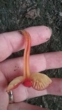 Hygrocybe miniata image