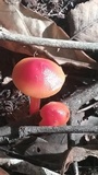 Hygrocybe miniata image