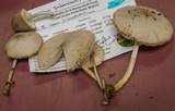 Mycena niveipes image