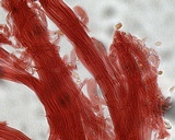 Mycena niveipes image