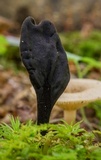 Trichoglossum walteri image