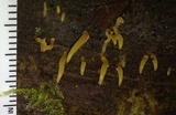 Calocera cornea image