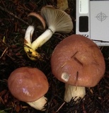 Gomphidius subroseus image